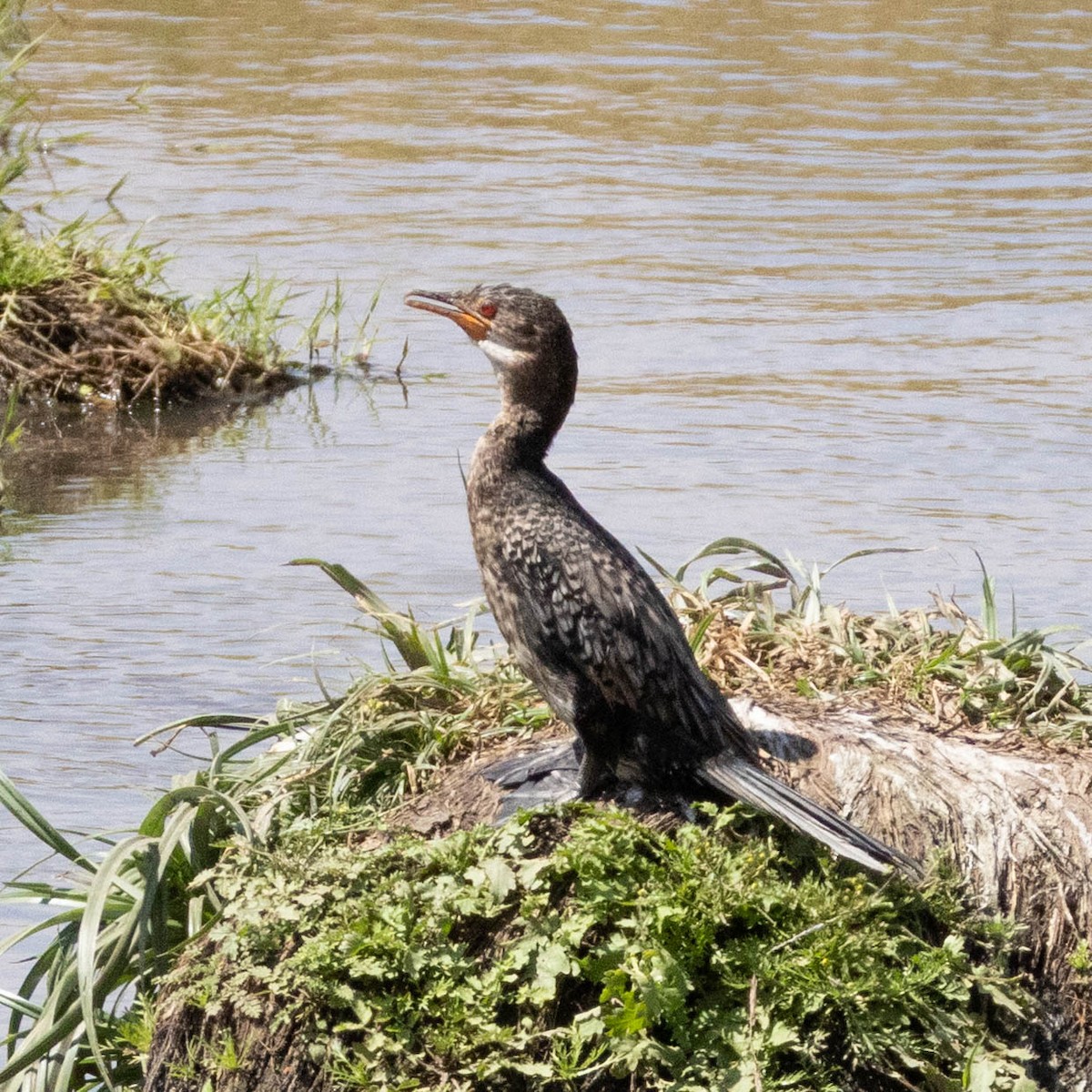 Riedscharbe - ML646930874