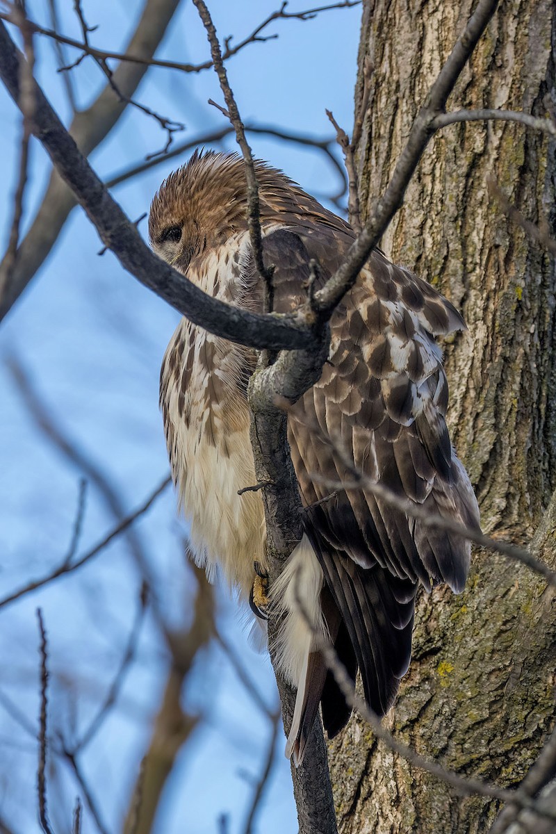 Red-tailed Hawk - ML646930875