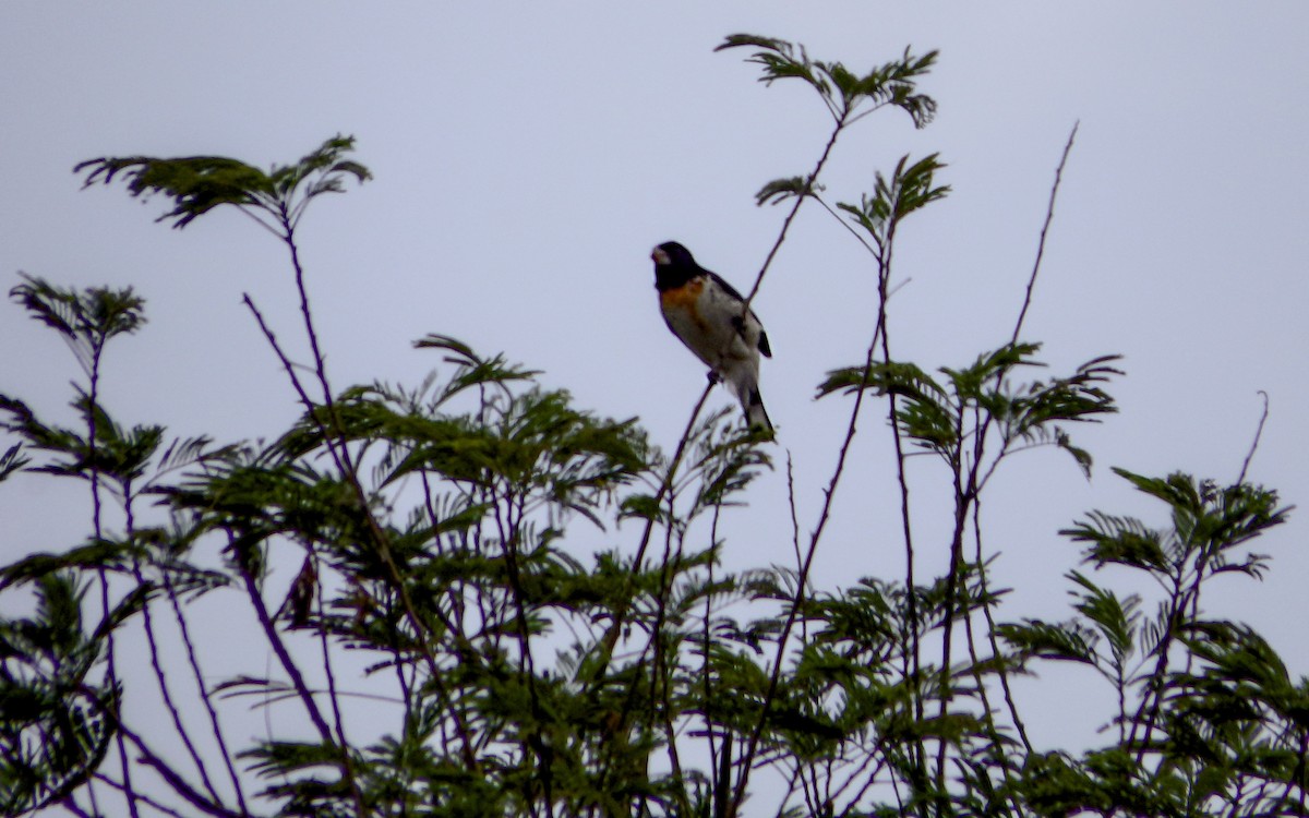 rosenbrysttykknebb - ML646930876