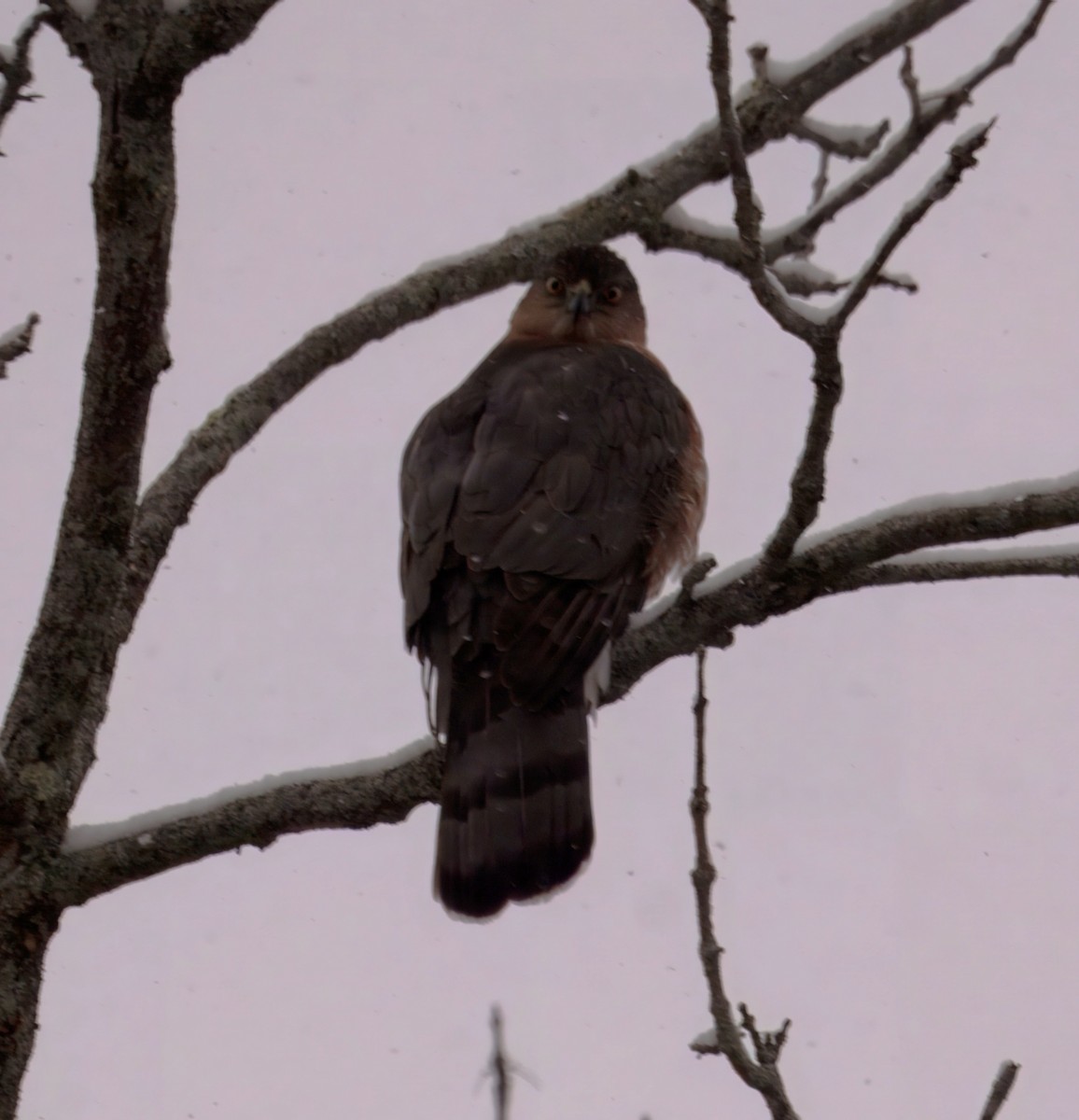 クーパーハイタカ - ML646930877