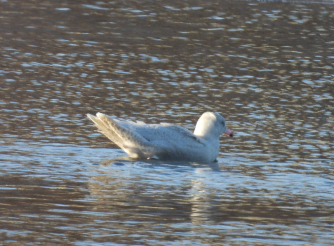 Glaucous Gull - Regina McNulty
