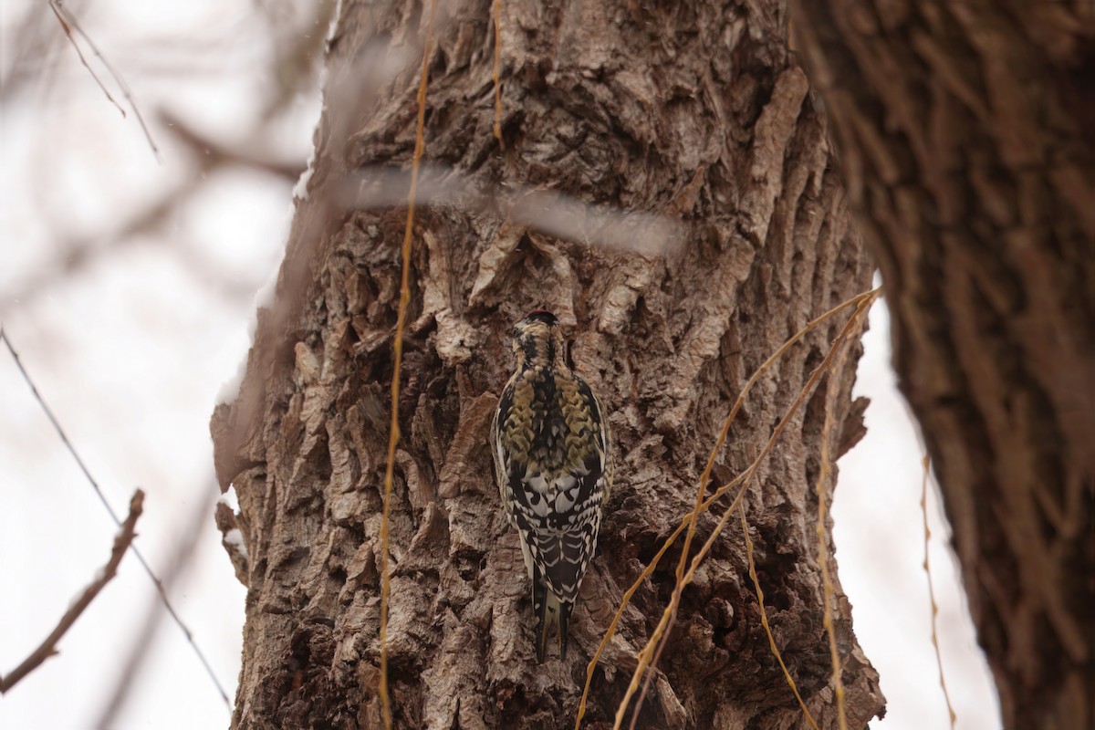 kanadasevjespett - ML646930890