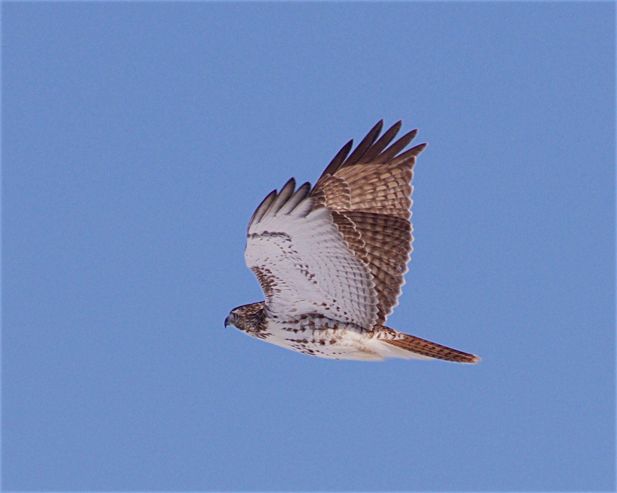 Red-tailed Hawk - ML646930891