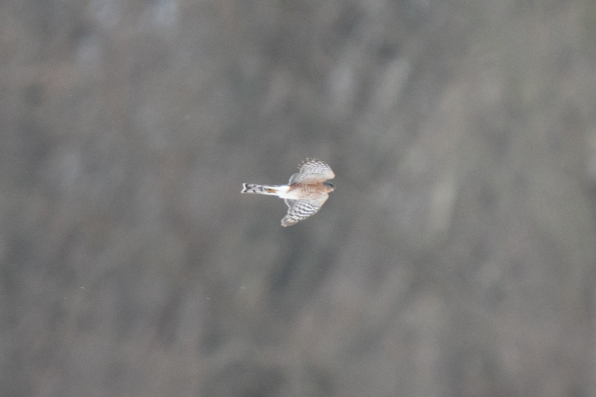 Sharp-shinned Hawk - ML646930895