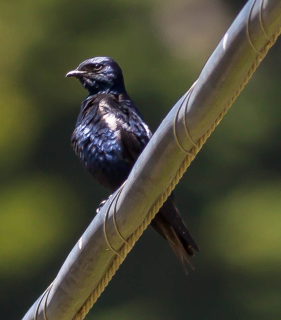 Purple Martin - ML646930897