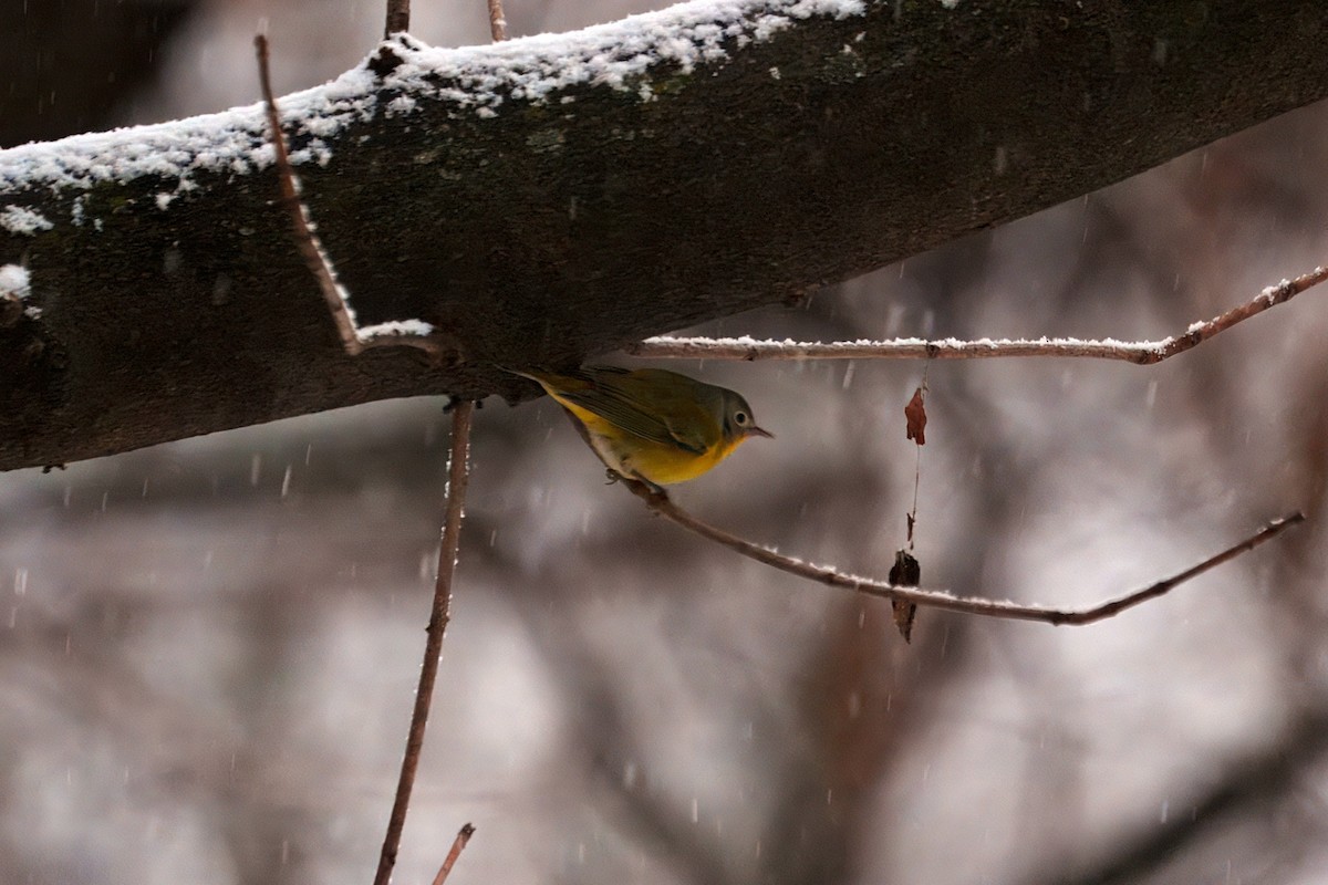 bjørkeparula - ML646930909