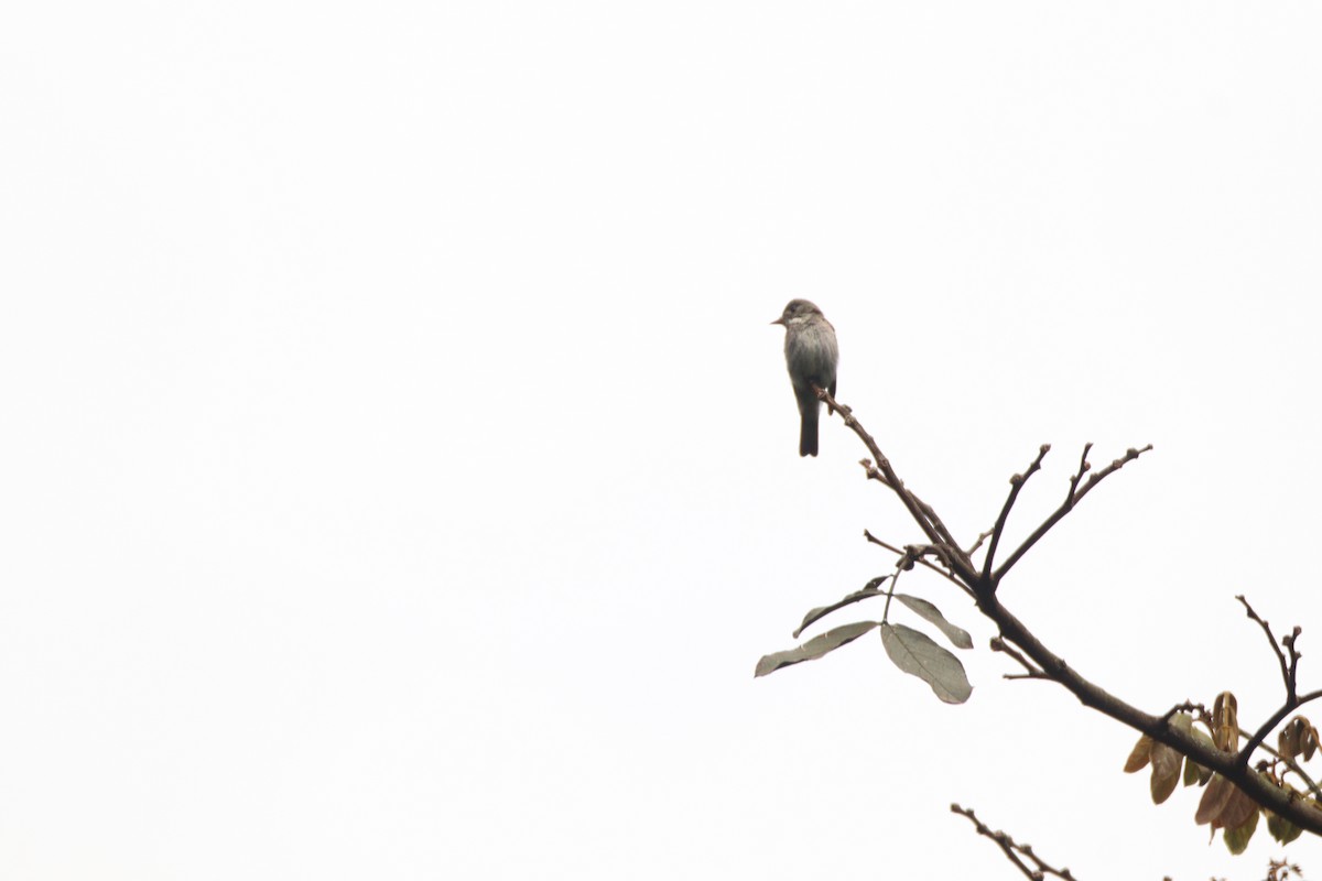 Western Wood-Pewee - ML646930912