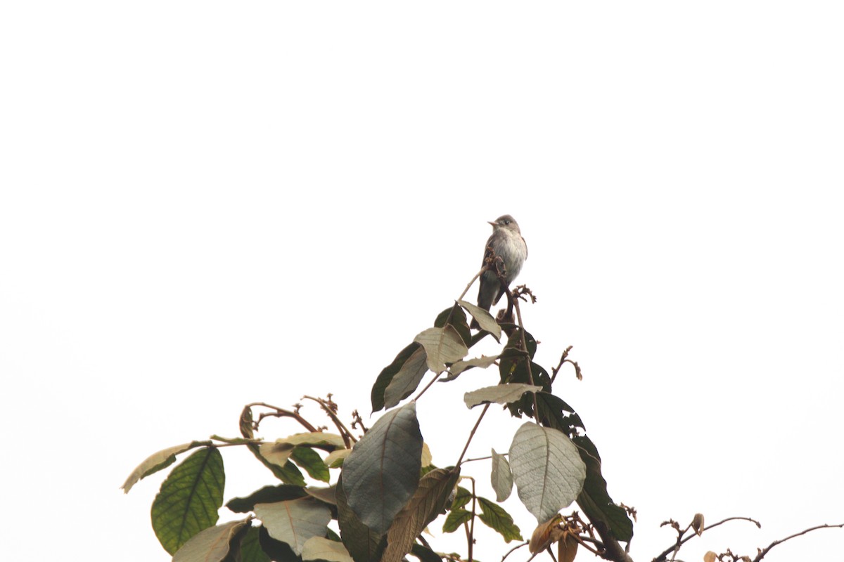 Western Wood-Pewee - ML646930913