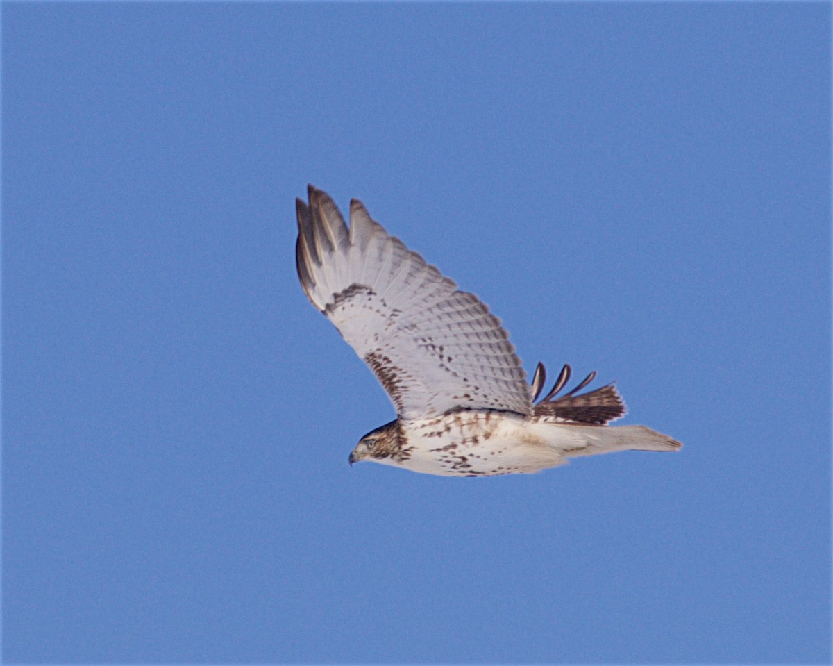 Red-tailed Hawk - ML646930914