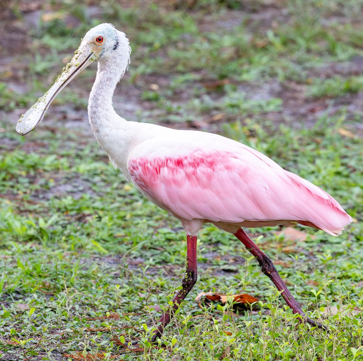 Roseate Spoonbill - ML646930932
