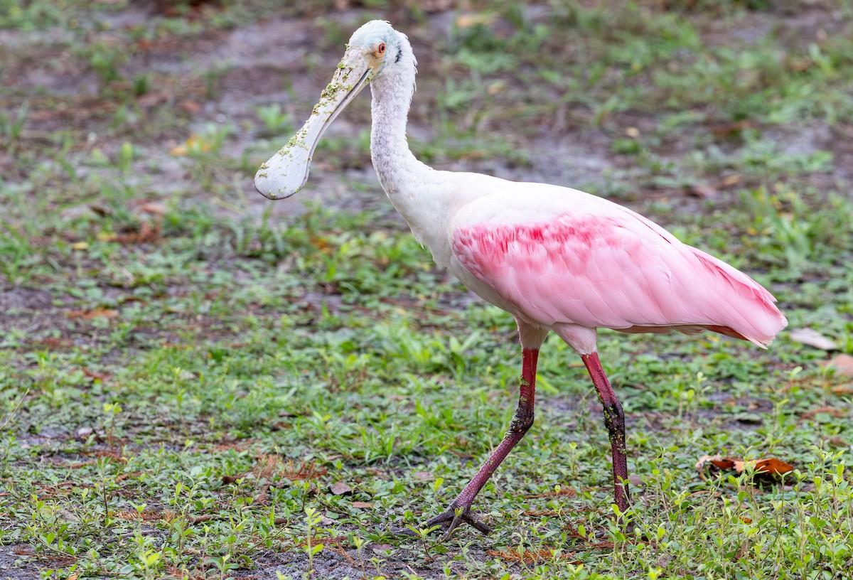 Roseate Spoonbill - ML646930933