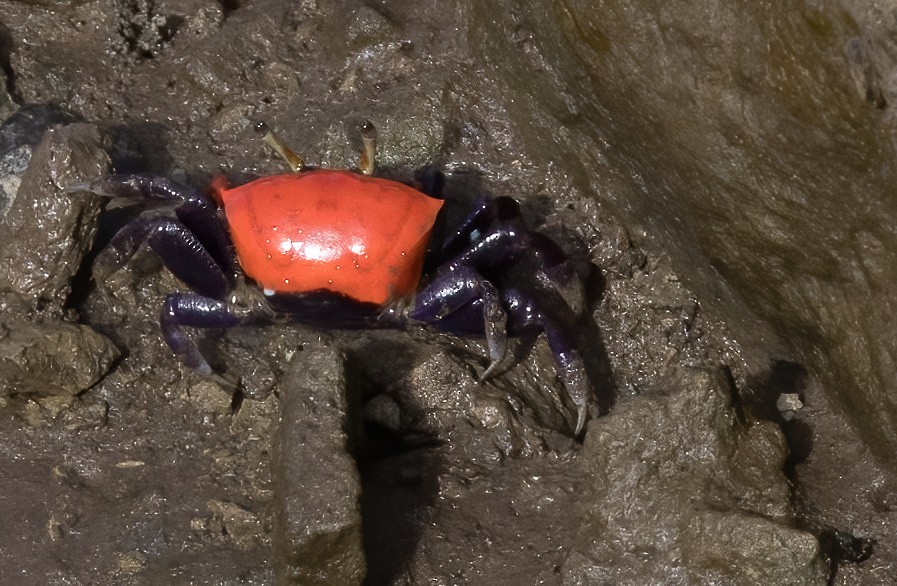 Thick-legged Fiddler Crab - ML646930950