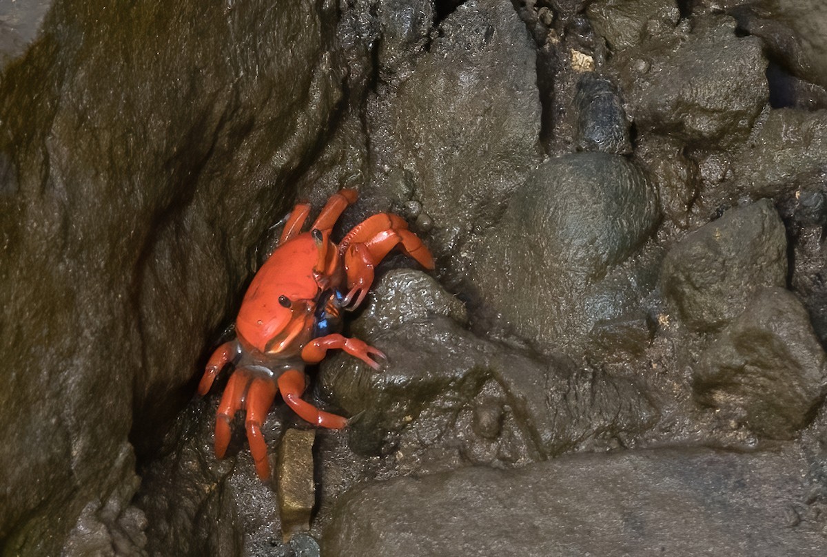 Thick-legged Fiddler Crab - ML646930951
