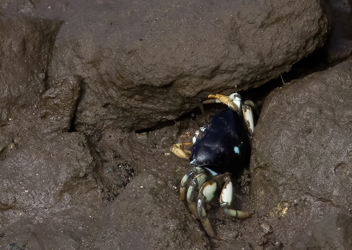 Compressed Fiddler Crab - ML646930952