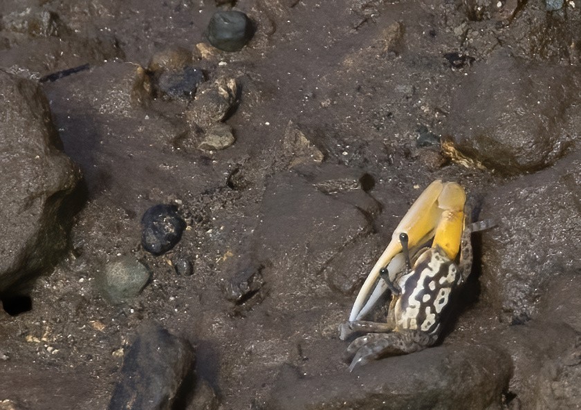 Perplexing Fiddler Crab - ML646930953