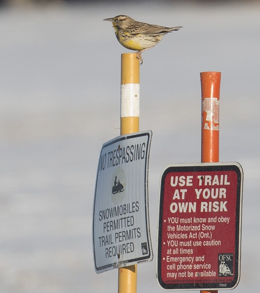 Western Meadowlark - ML646930965