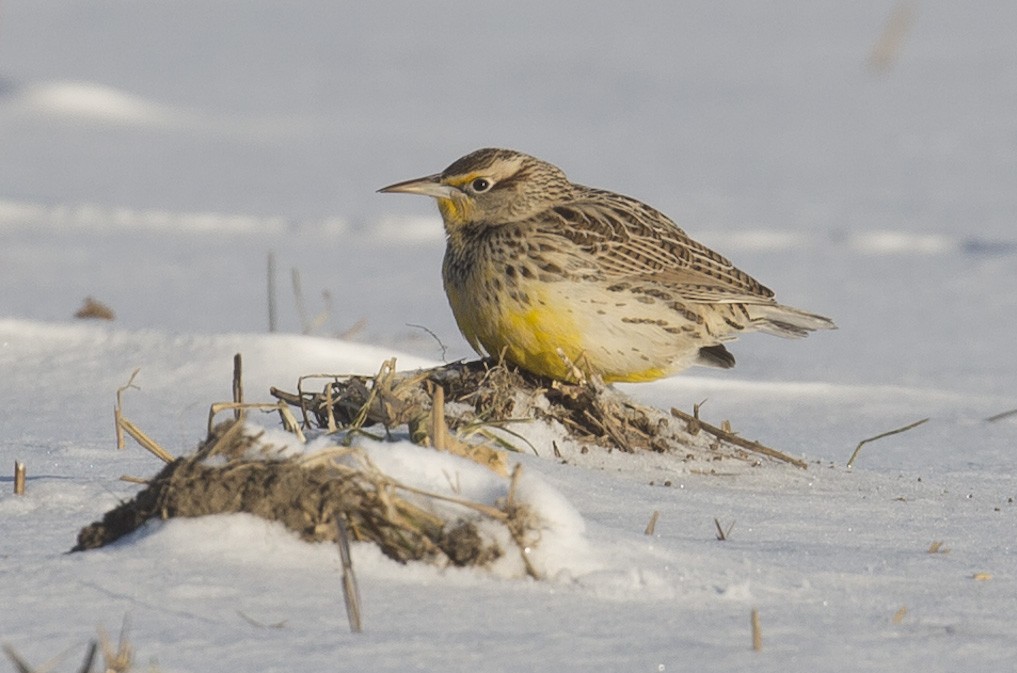 Western Meadowlark - ML646930966