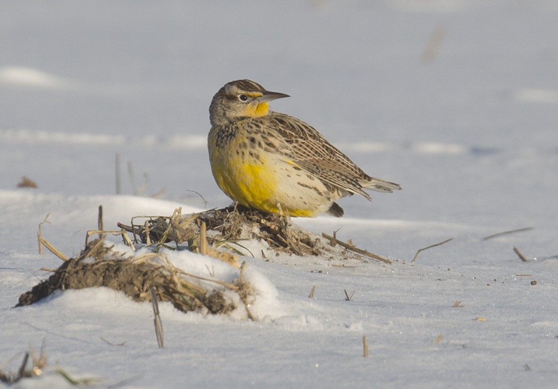 Western Meadowlark - ML646930967