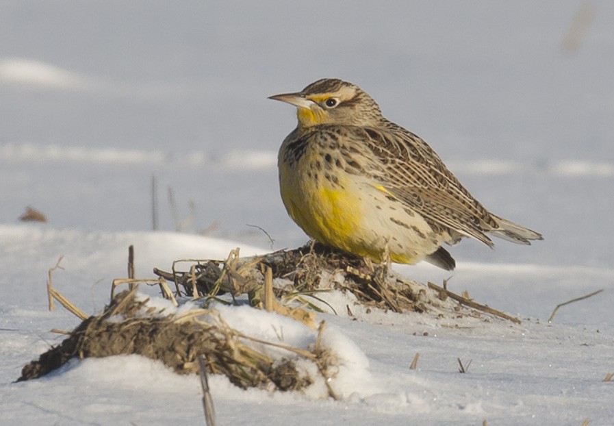 Western Meadowlark - ML646930968