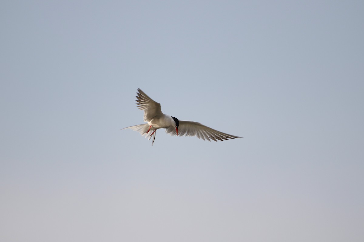 Common Tern - ML646930969