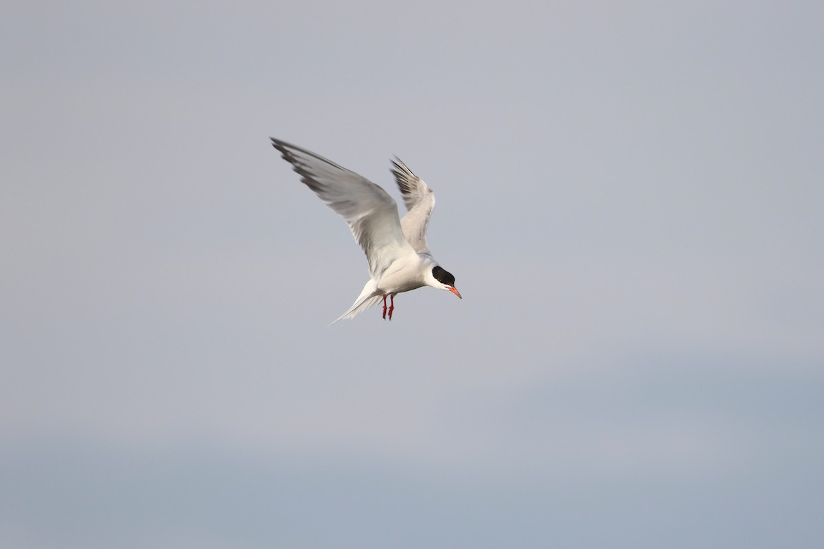Common Tern - ML646930970