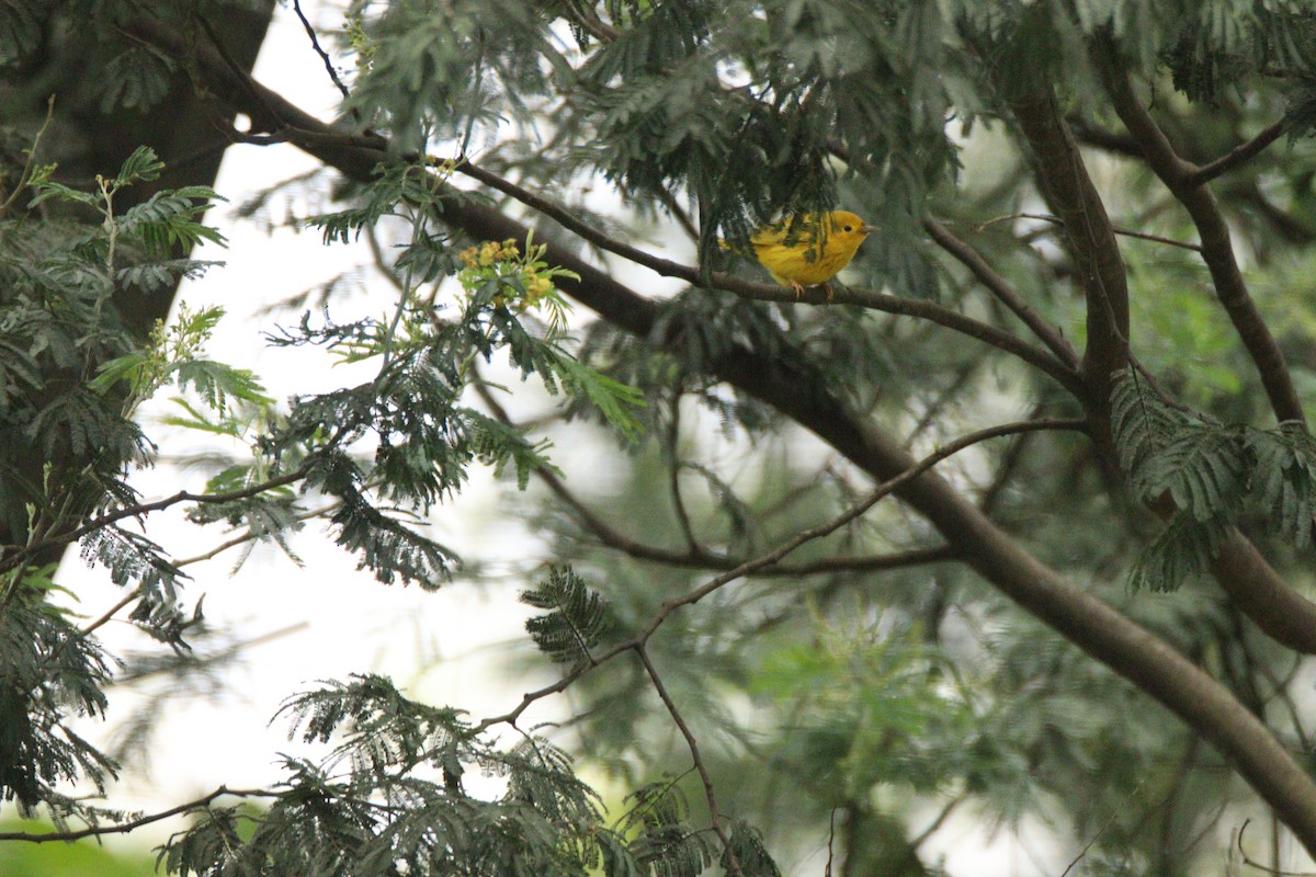 Northern Yellow Warbler - ML646930971