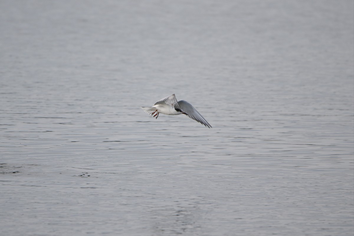 Common Tern - ML646930972