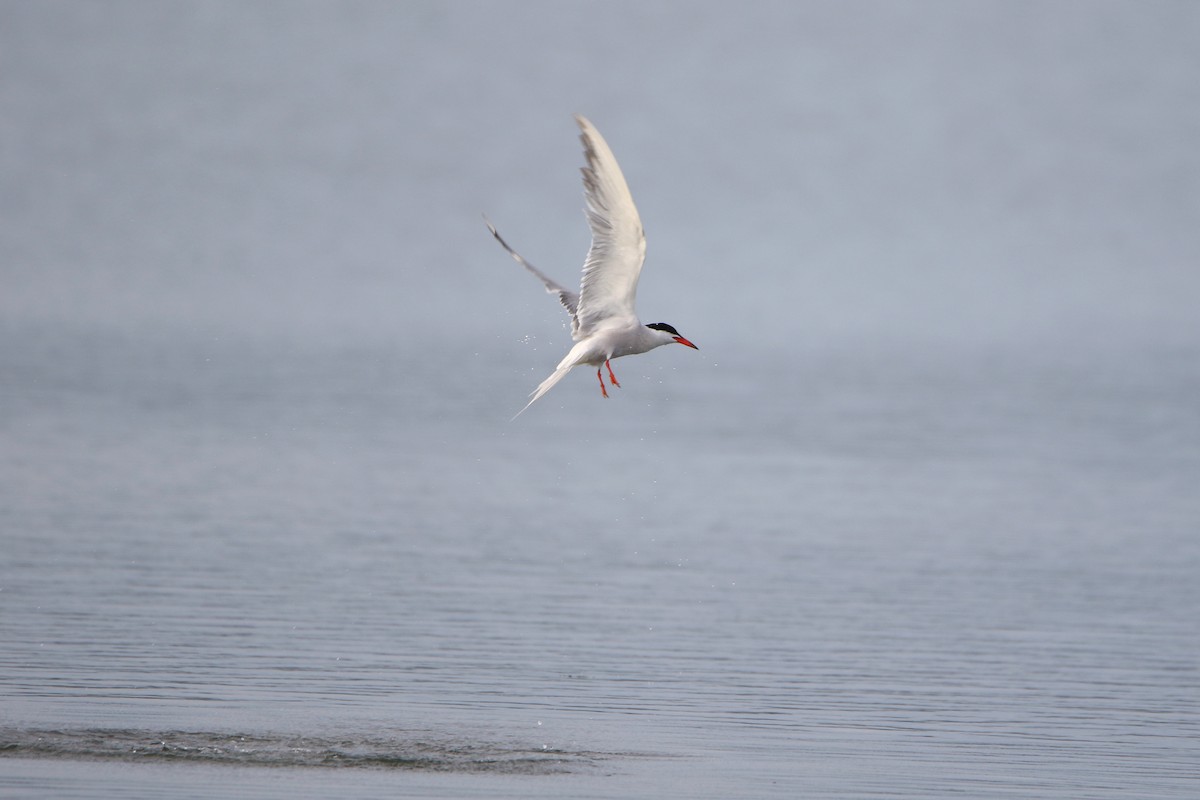 Common Tern - ML646930973