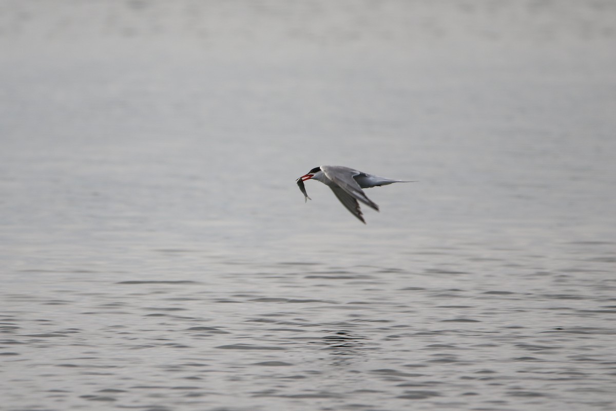Common Tern - ML646930975