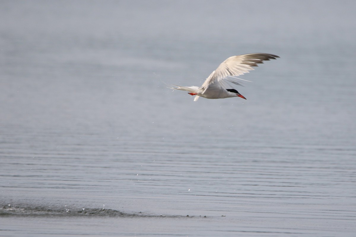 Common Tern - ML646930976