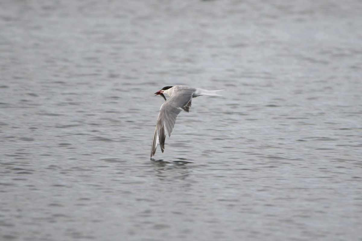 Common Tern - ML646930977