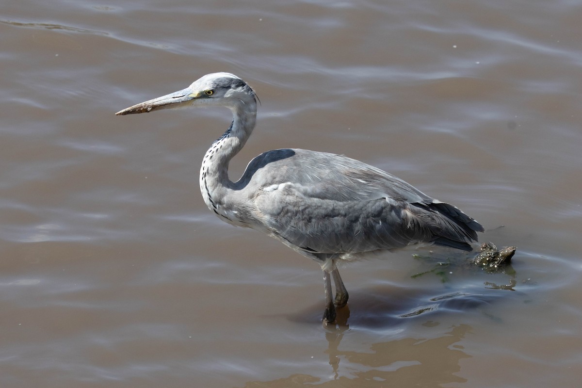 Graureiher - ML646930978