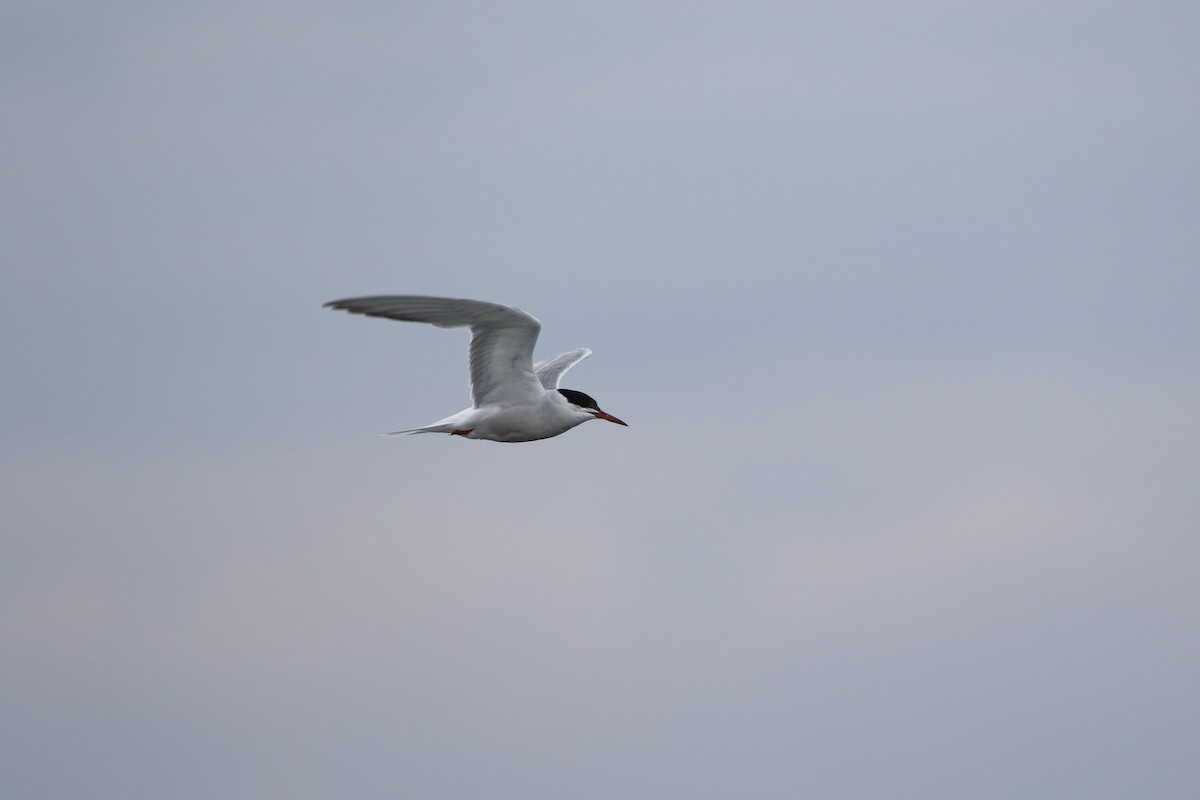 Common Tern - ML646930979