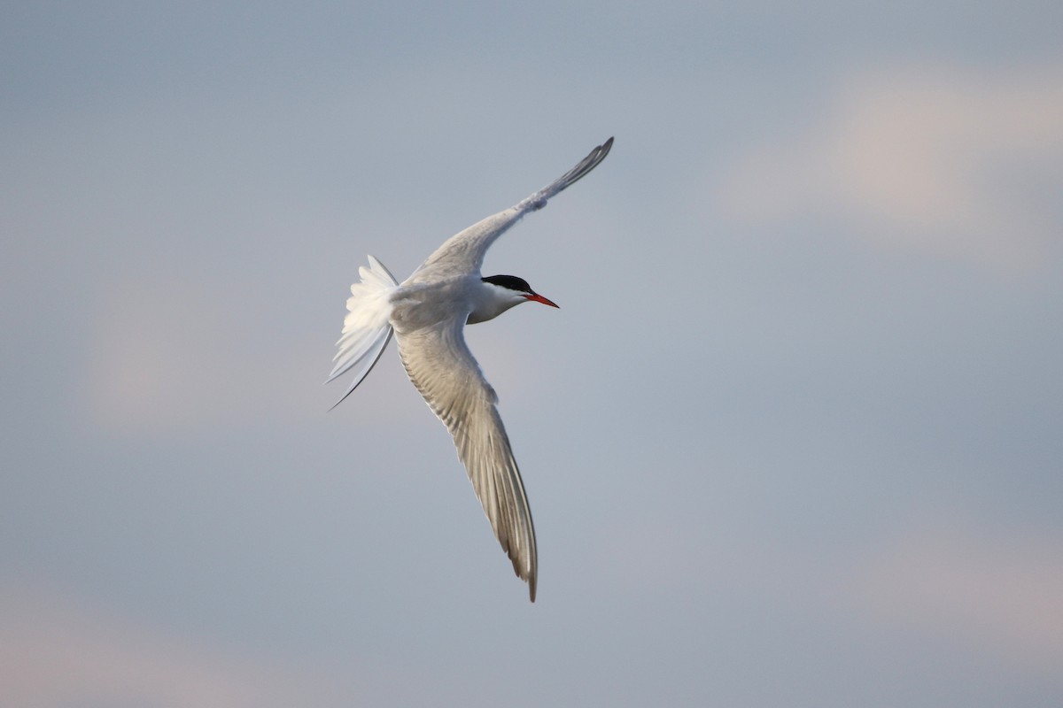 Common Tern - ML646930980