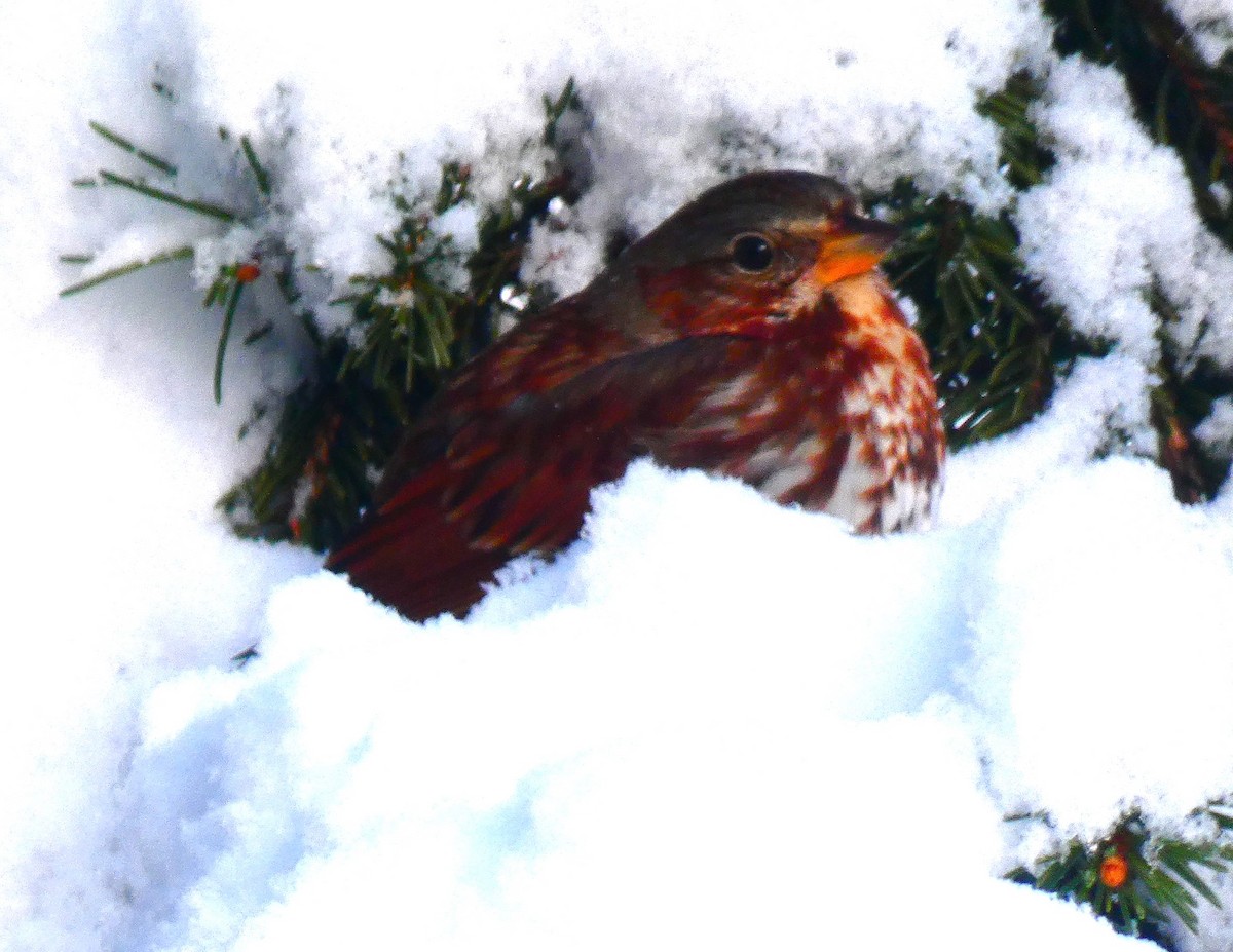 strnadec kaštanový - ML646930991