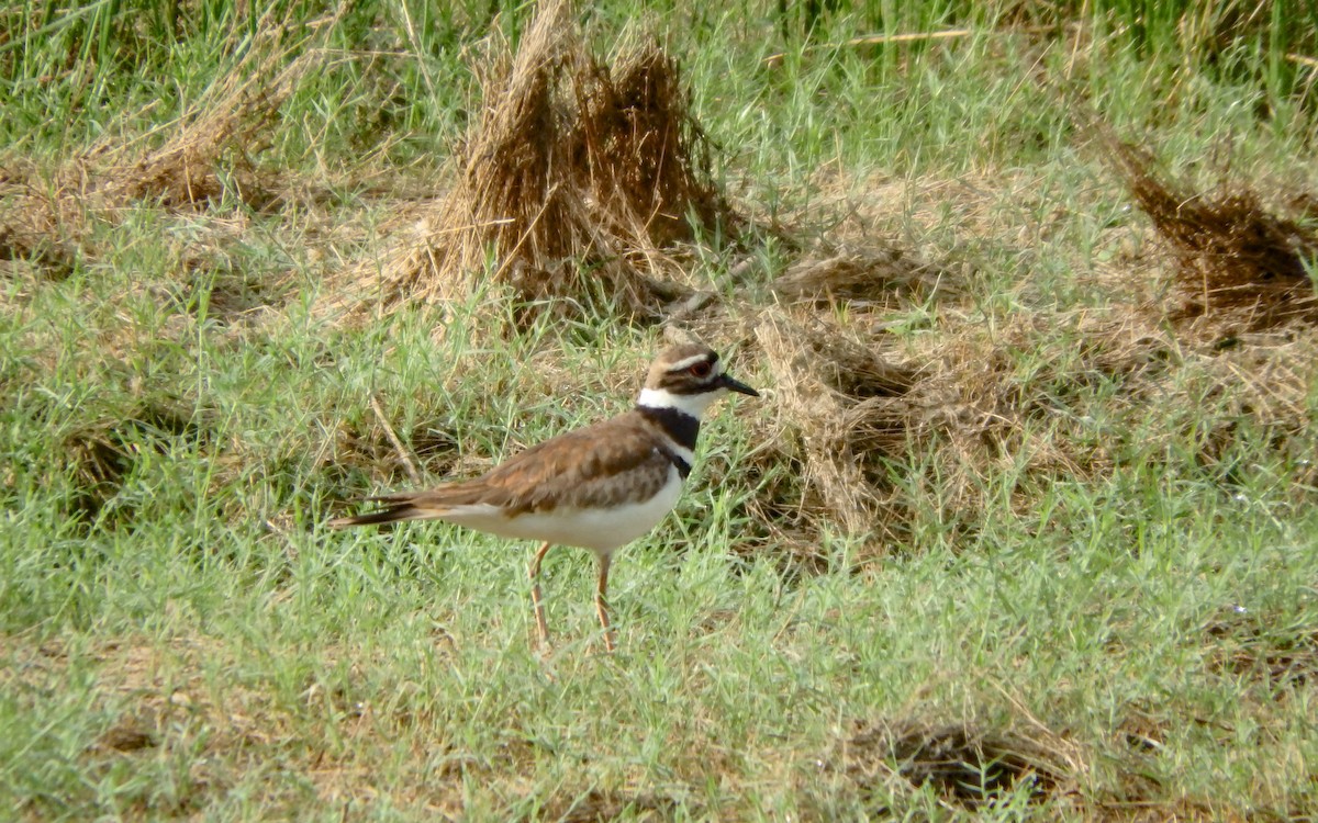 tobeltelo - ML646930993