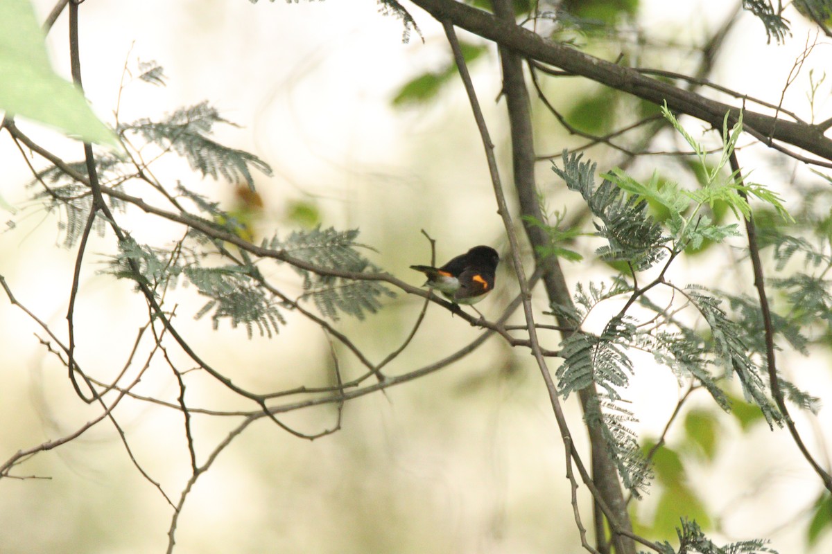 American Redstart - ML646930994