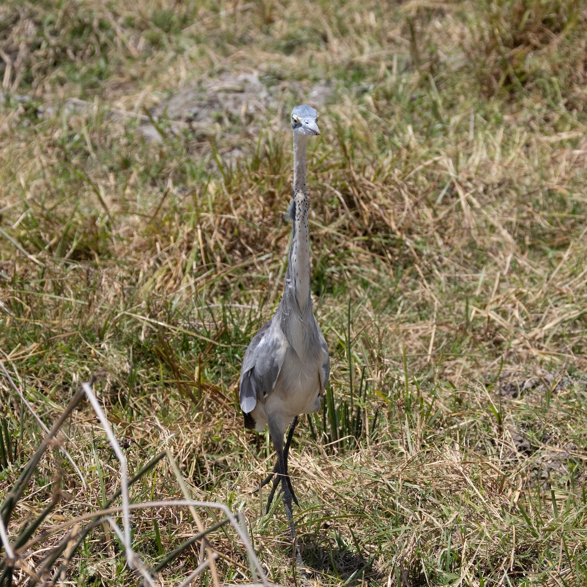 Schwarzhalsreiher - ML646930995