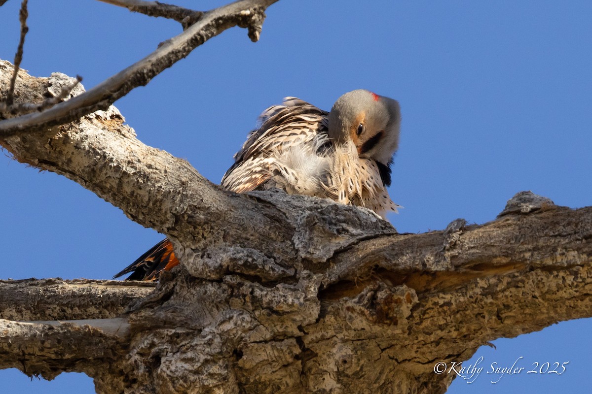 Northern Flicker (Yellow-shafted x Red-shafted) - ML646930996