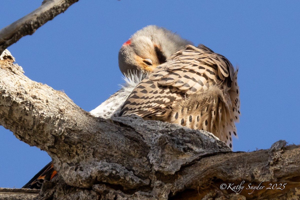 Northern Flicker (Yellow-shafted x Red-shafted) - ML646930997