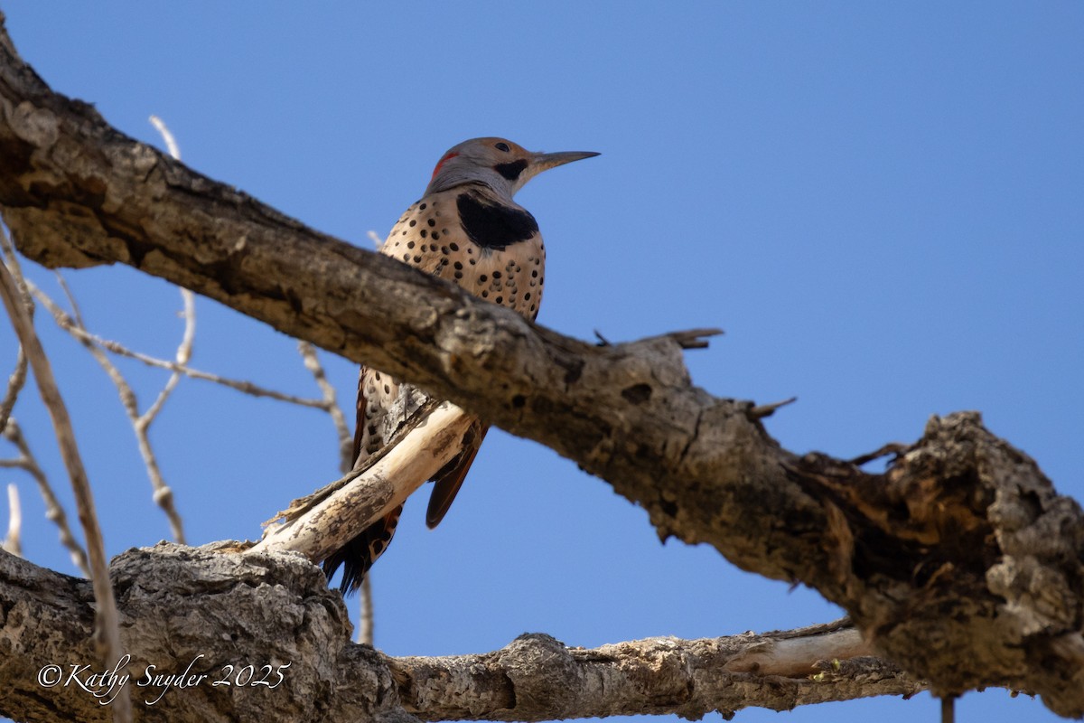 Northern Flicker (Yellow-shafted x Red-shafted) - ML646930998