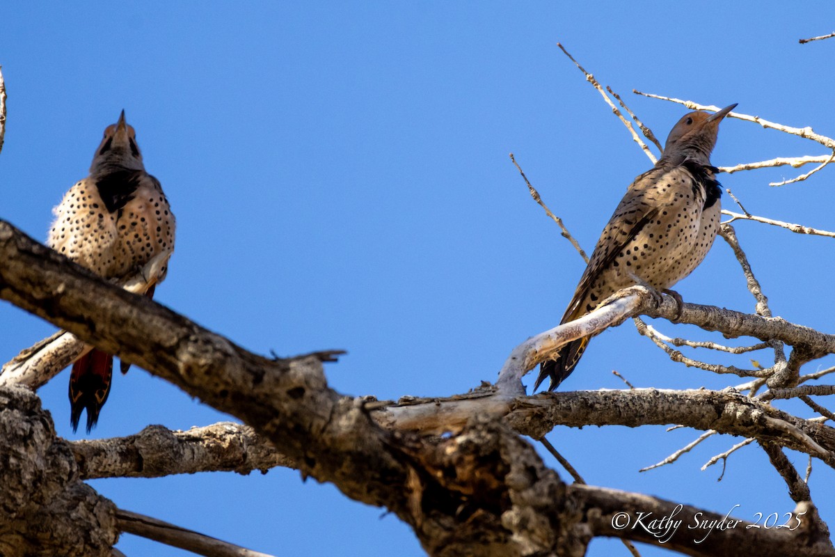 Northern Flicker (Yellow-shafted x Red-shafted) - ML646930999