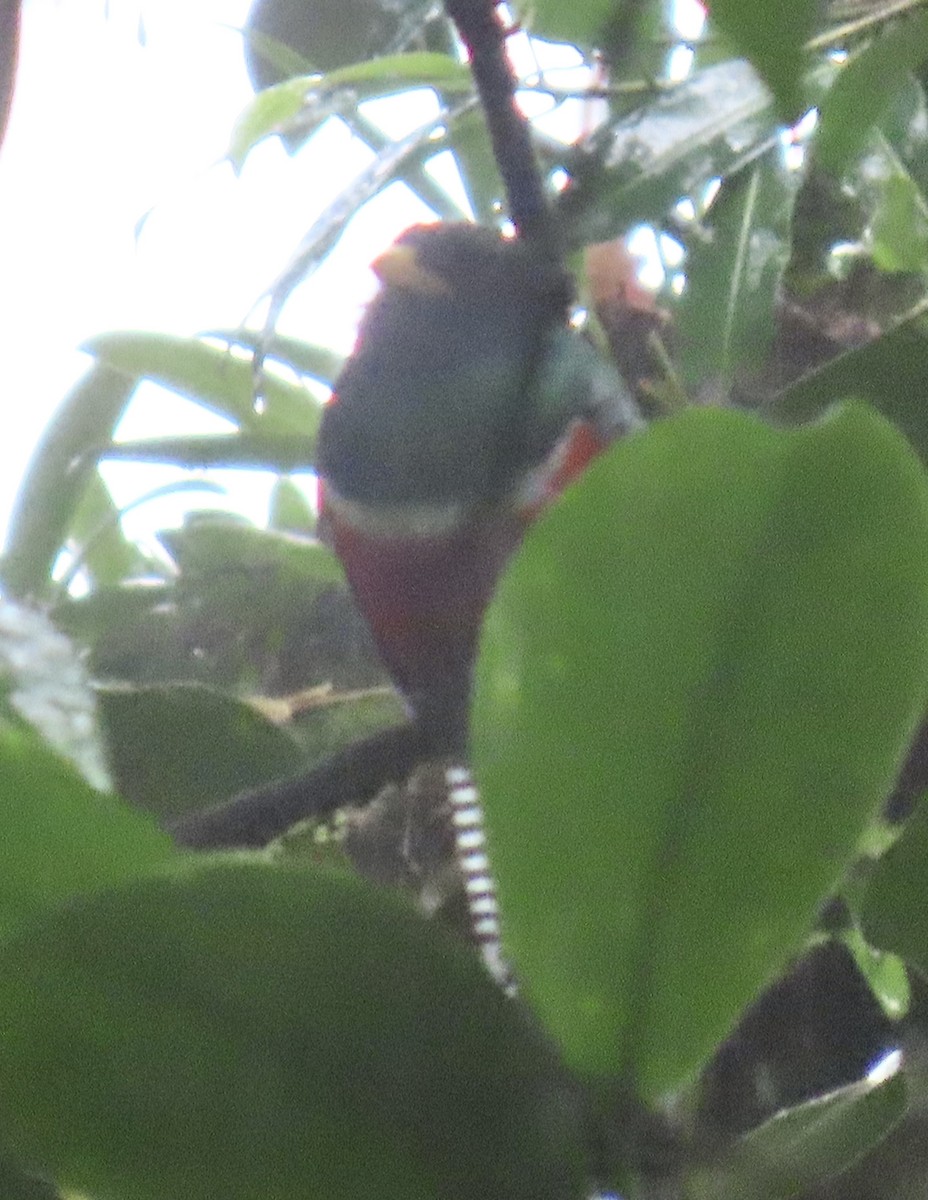 Collared Trogon - ML646931011