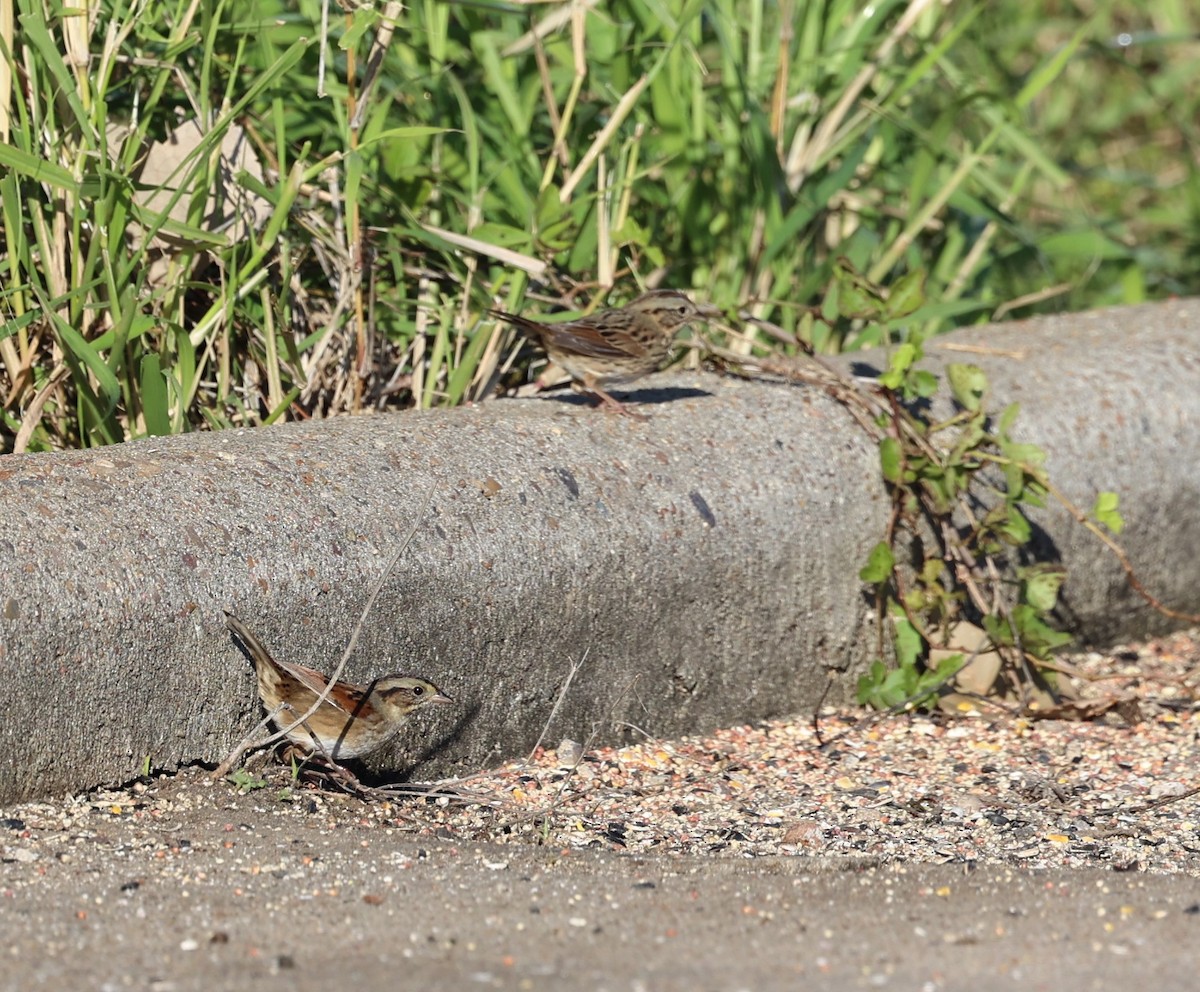 Swamp Sparrow - ML646931012