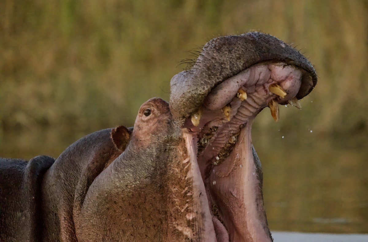 動物界 - ML646931018