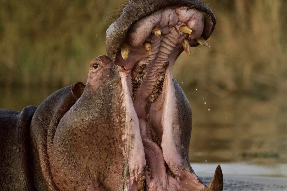 動物界 - ML646931019