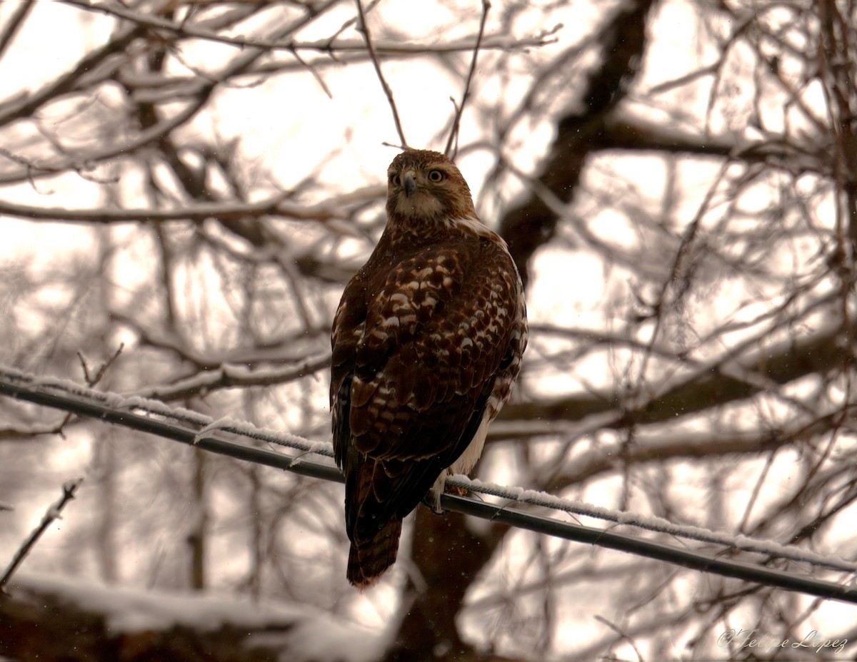 アカオノスリ - ML646931022