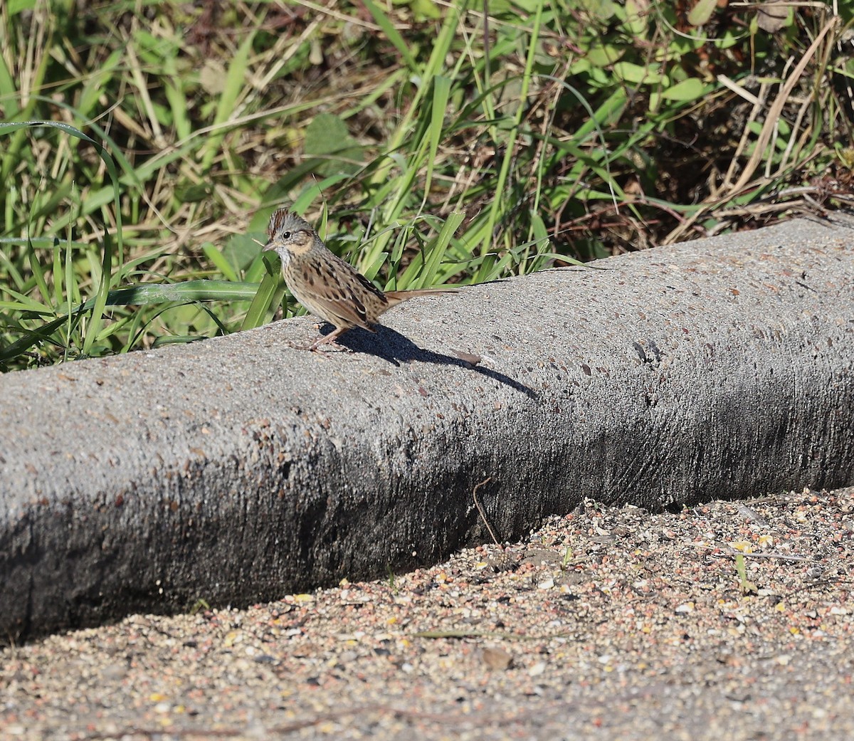 strnadec pruhohlavý - ML646931024