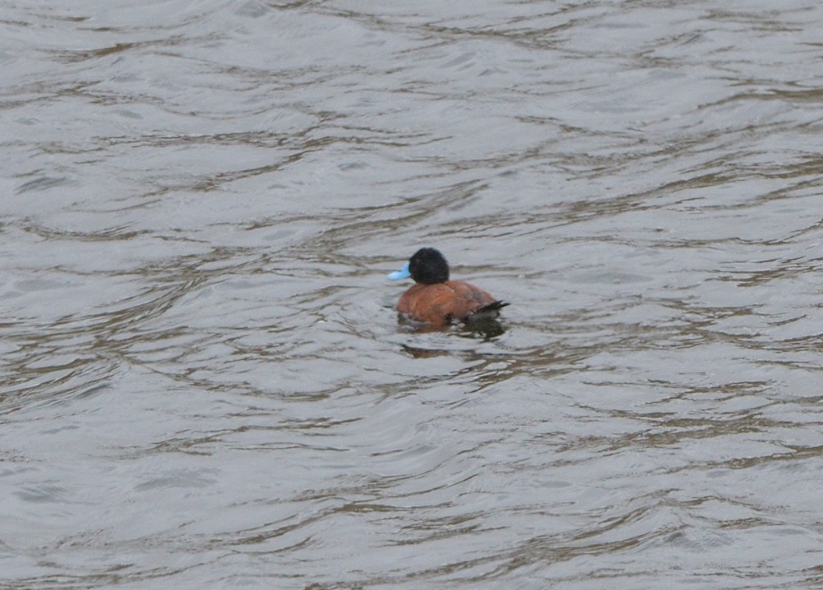 Andean Duck - ML646931029