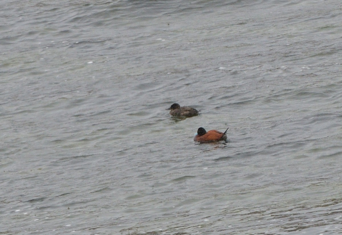 Andean Duck - ML646931030